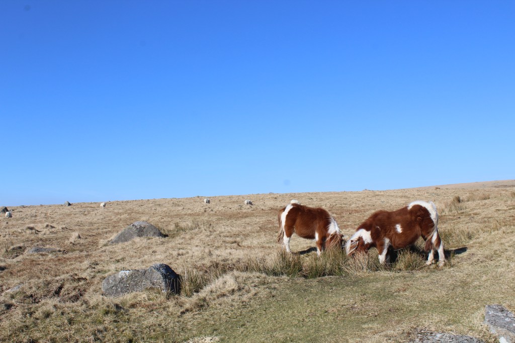 A Dartmoor Day Trip